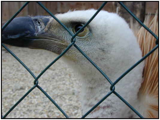 Eurasian Vulture (Photograph Courtesy of Erich Mangl (Copyright 2000)