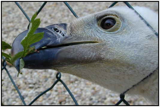 Eurasian Vulture (Photograph Courtesy of Erich Mangl (Copyright 2000)