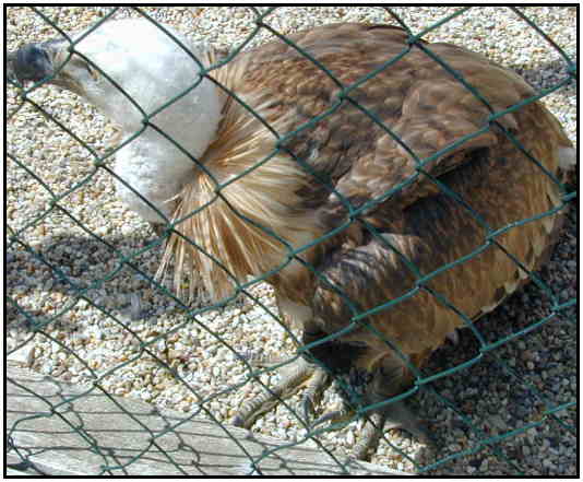 Eurasian Vulture (Photograph Courtesy of Erich Mangl (Copyright 2000)