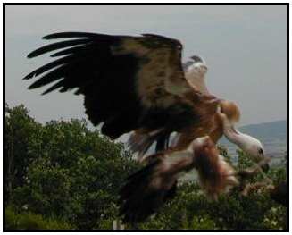 Eurasian Vulture (Photograph Courtesy of Erich Mangl (Copyright 2000)