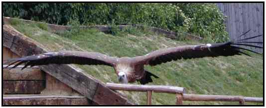 Eurasian Vulture (Photograph Courtesy of Erich Mangl (Copyright 2000)