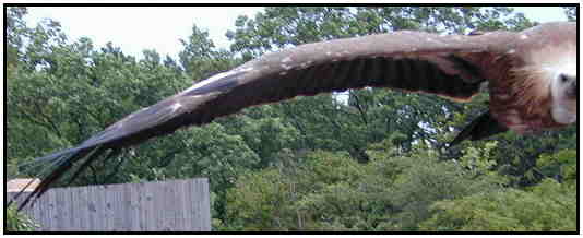 Eurasian Vulture (Photograph Courtesy of Erich Mangl (Copyright 2000)