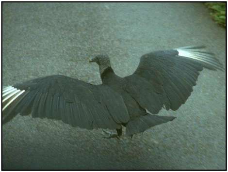 Black Vulture (Photograph Courtesy of M. Kramer Copyright 2000)