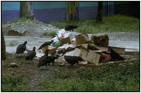 Black Vultures (Photograph Courtesy of M. Kramer Copyright 2000)