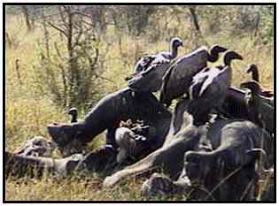 African White-Backed Vultures (Photograph Courtesy of Africam Copyright 2000)