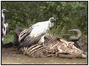 African White-Backed Vultures (Photograph Courtesy of Africam Copyright 2000)