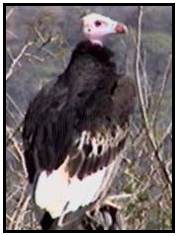 White-Headed Vultures (Photograph Courtesy of Africam Copyright ©2000)