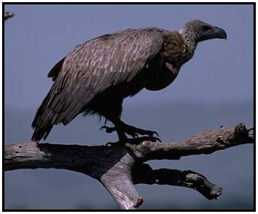 African White-Backed Vulture (Photograph Courtesy Gerald and Buff Corsi, California Academy of Sciences Copyright 2000)