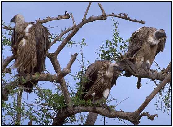 African White-Backed Vultures (Photograph Courtesy Gerald and Buff Corsi, California Academy of Sciences Copyright 2000)