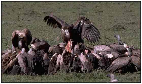 African White-Backed Vultures (Photograph Courtesy Gerald and Buff Corsi, California Academy of Sciences Copyright 2000)