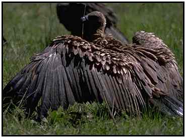 African White-Backed Vulture (Photograph Courtesy Gerald and Buff Corsi, California Academy of Sciences Copyright 2000)