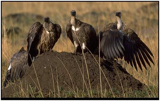 African White-Backed Vultures (Photograph Courtesy Gerald and Buff Corsi, California Academy of Sciences Copyright 2000)