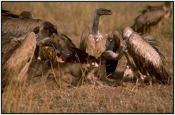 African White-Backed Vultures (Photograph Courtesy Gerald and Buff Corsi, California Academy of Sciences Copyright 2000)