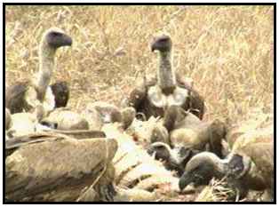 African White-Backed Vultures (Photograph Courtesy of Africam Copyright 2000)