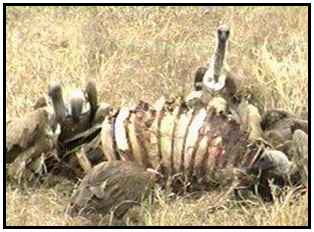 African White-Backed Vultures (Photograph Courtesy of Africam Copyright 2000)