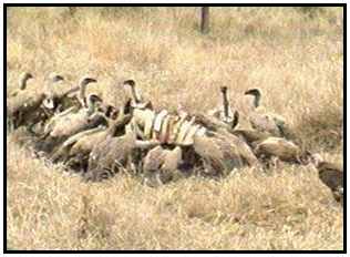 African White-Backed Vultures (Photograph Courtesy of Africam Copyright 2000)