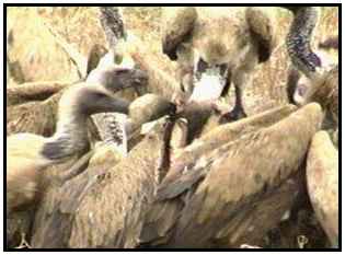 African White-Backed Vultures (Photograph Courtesy of Africam Copyright 2000)
