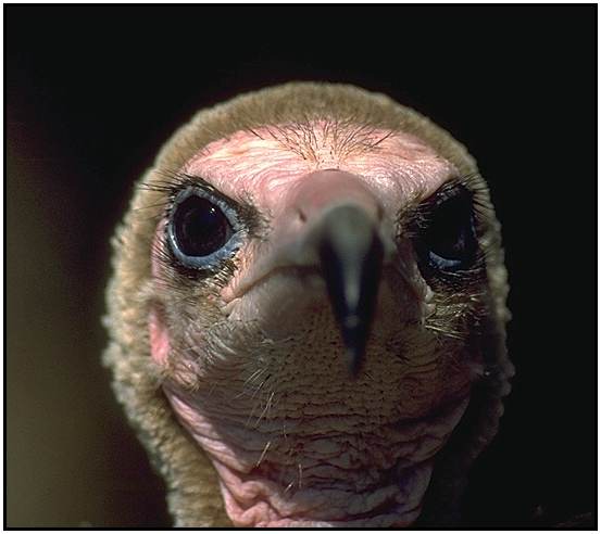 Hooded Vulture (Photograph Courtesy of Jan Branje (Copyright 2000)