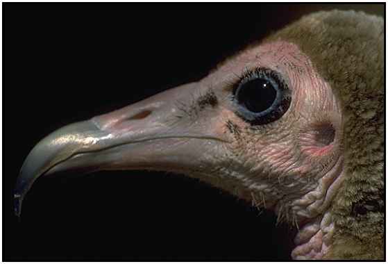 Hooded Vulture (Photograph Courtesy of Jan Branje (Copyright 2000)