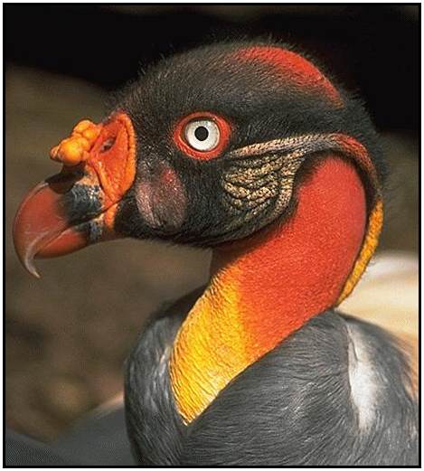 King Vulture (Photograph Courtesy of Jan Branje Copyright 2000)