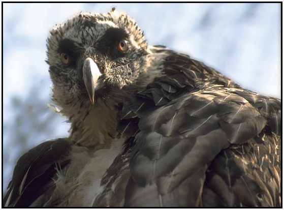 Bearded Vulture (Photograph Courtesy of Jan Branje Copyright 2000)