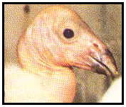 California Condor 