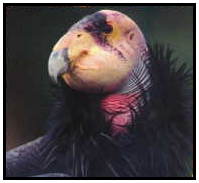 California Condor