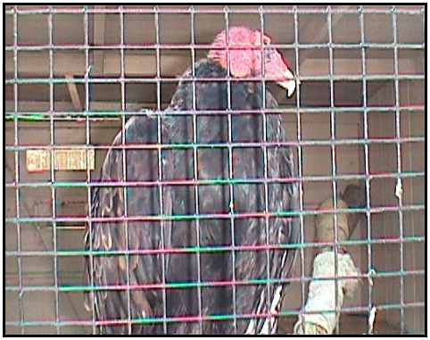Turkey Vulture (Photograph Courtesy of Carol Engelhaupt Copyright 2000)