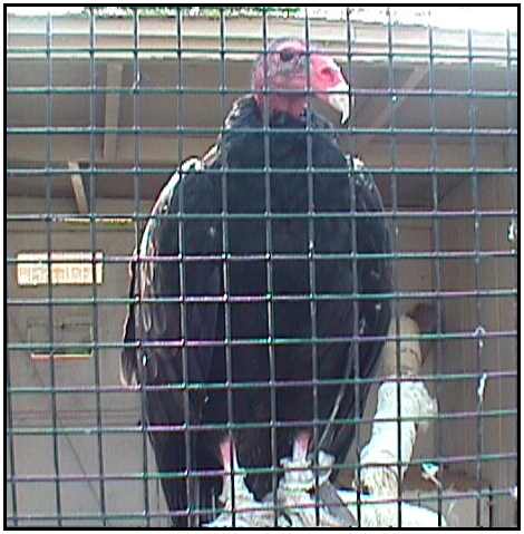 Turkey Vulture (Photograph Courtesy of Carol Engelhaupt Copyright 2000)