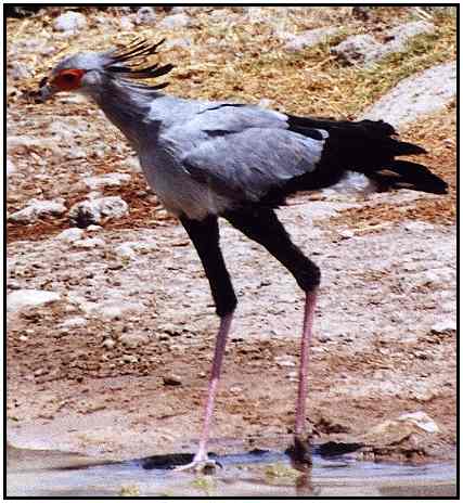 Secretary Bird ((Photograph Courtesy of Cliff Buckton (Copyright 2000)