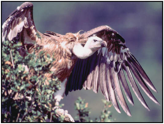 Eurasian Vulture (Photograph Courtesy of David Lingard (Copyright 2000)
