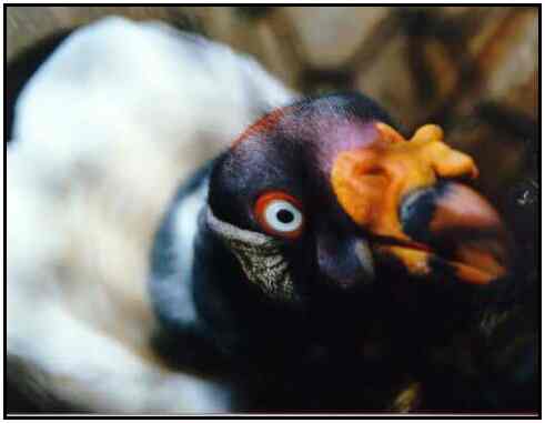 King Vulture (Photograph Courtesy of Deanna Hennessey Copyright 2000)