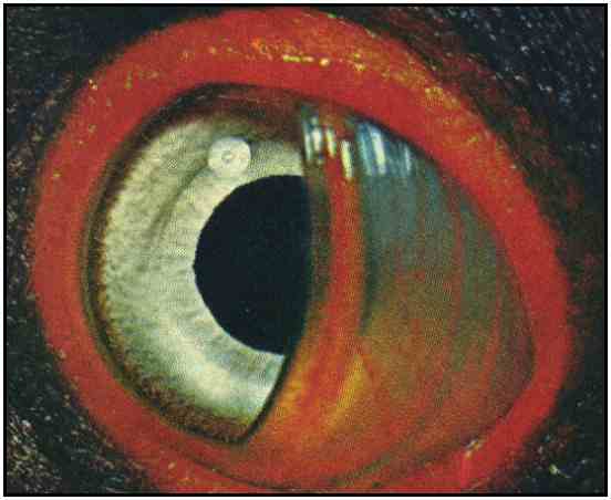 King Vulture Eye Detail (Copyright 1969)