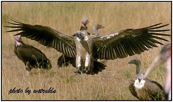 African White-Backed and Lappet-Faced Vultures (Photograph Courtesy of Bill Strahle Copyright 2000)