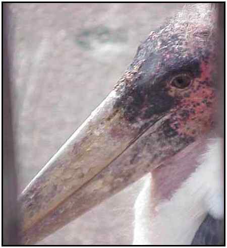 Marabou Stork (Photograph Courtesy of Sheldon Glucksman Copyright ©2000)
