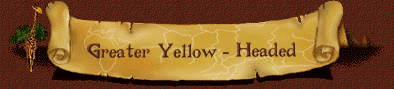 Greater Yellow-Headed