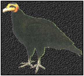 Greater Yellow-Headed Vulture