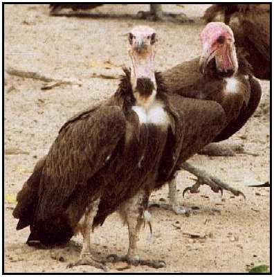 Hooded Vulture (Photograph Courtesy of Cliff Buckton (Copyright 2000)