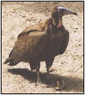 Hooded Vulture (Photograph Courtesy of Cliff Buckton (Copyright 2000)
