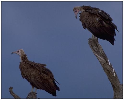 Hooded Vulture (Photograph Courtesy Gerald and Buff Corsi, California Academy of Sciences Copyright 2000)