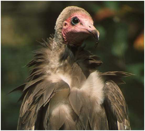 Hooded Vulture (Photograph Courtesy of Jan Branje (Copyright 2000)
