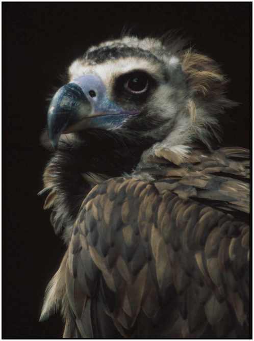Cinereous Vulture (Photograph Copyright 2000)