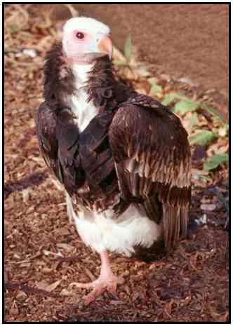 White-Headed Vulture (Photograph Courtesy of John White Copyright 2000)