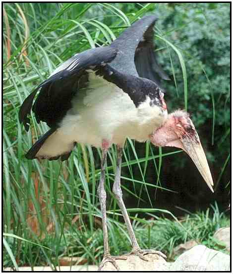 Marabou Stork (Photograph Courtesy of John White Copyright ©2000)