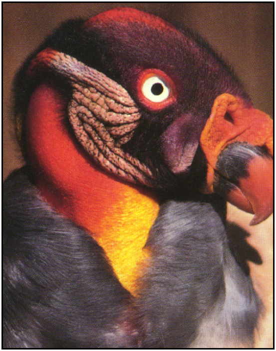 King Vulture (Photograph Copyright 2000)
