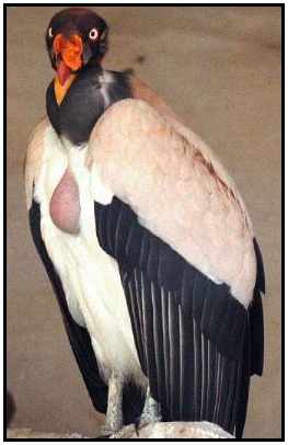 king vulture
