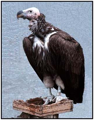 Lappet-Faced Vulture (Photograph Courtesy of Kurt Knoll Copyright ©2000)