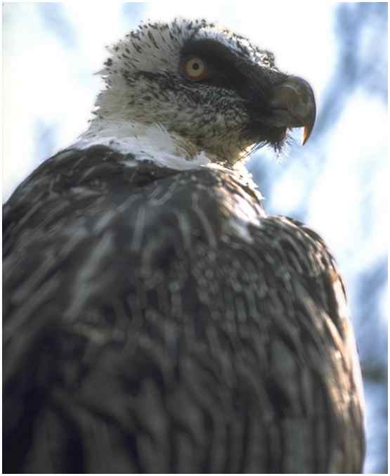Bearded Vulture (Photograph Courtesy of Jan Branje Copyright 2000)