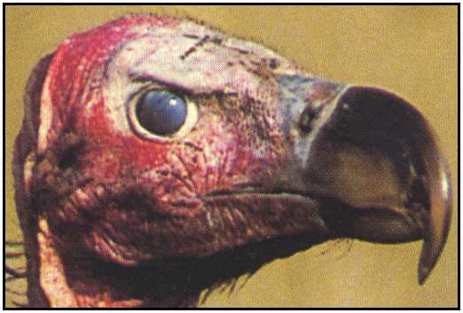 Lappet-Faced Vulture (Photograph Copyright 2000)