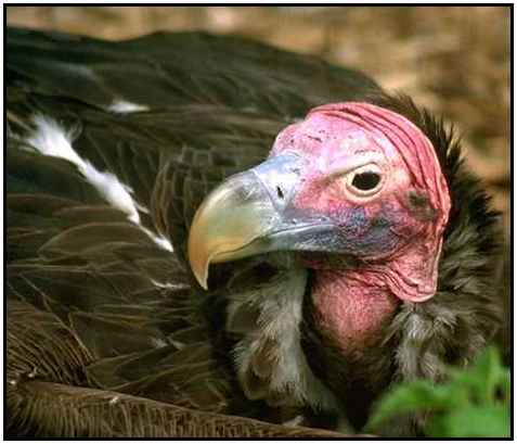 Lappet-Faced Vulture (Photograph Copyright ©2000)